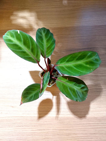 Calathea Ecuadoriana