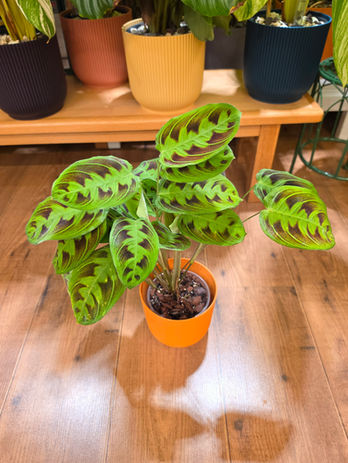 Maranta Testudinea