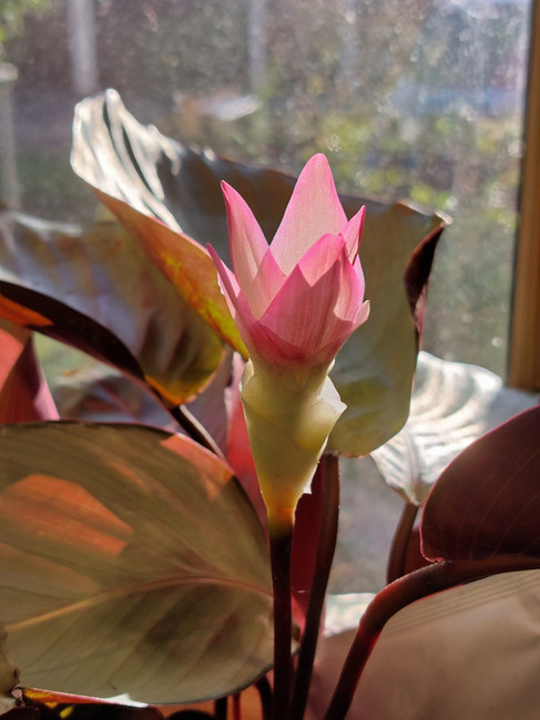 Der Blütenstand der Goeppertia "Silver Plate" ragt weit über das Blattwerk hinaus