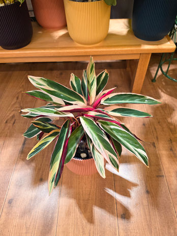 Stromanthe Triostar