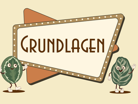 Was sind Marantaceae?