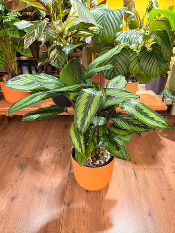 Calathea Beautystar