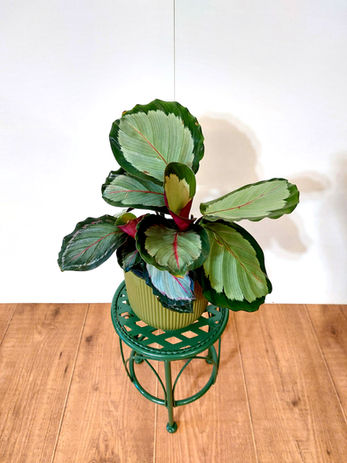 Calathea Corona, Calathea Roseopicta, Calathea Roseopicta Cora