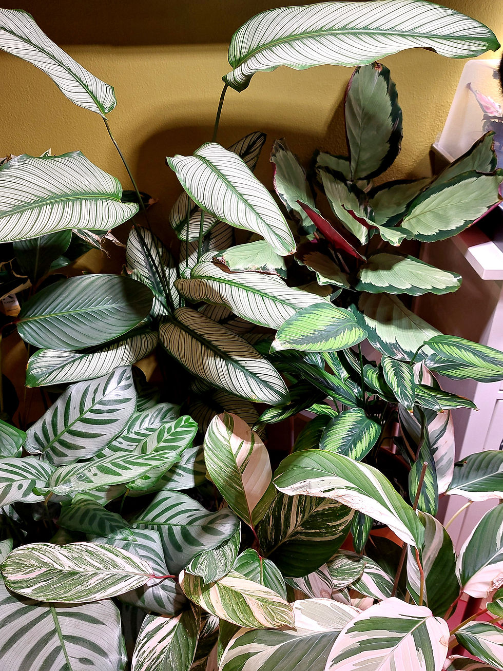 Gruppierte Calatheas erhöhen die Luftfeuchtigkeit ihrer Umgebung