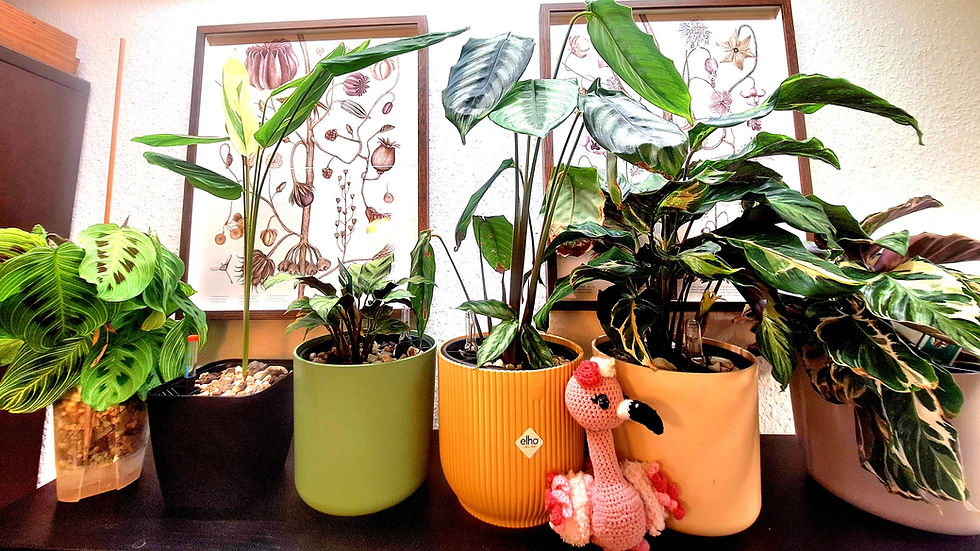 glückliche und gesunde Calathea und Marante im Pflanzenregal