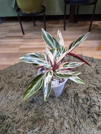 Stromanthe Multicolor