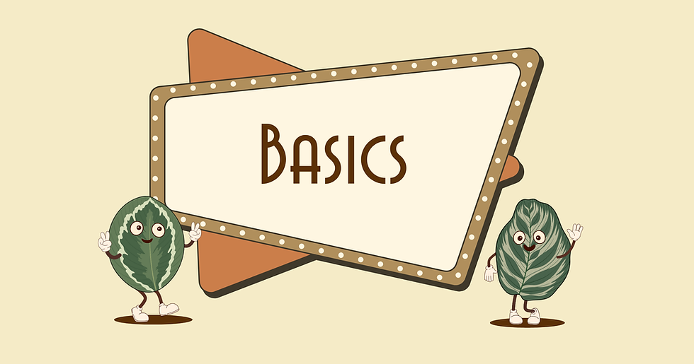 What are Marantaceae?