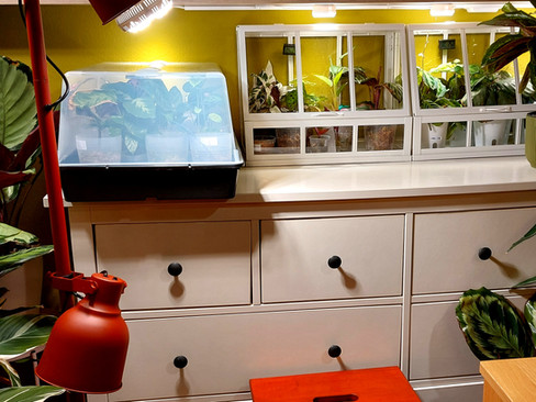 Calathea in Gewächshäusern mit sehr hoher Luftfeuchtigkeit