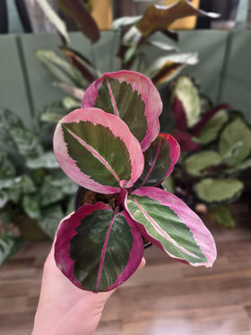 calathea surprise star care Goeppertia Surprise Star