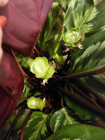 Calathea Misty flower