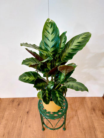 Calathea Misto