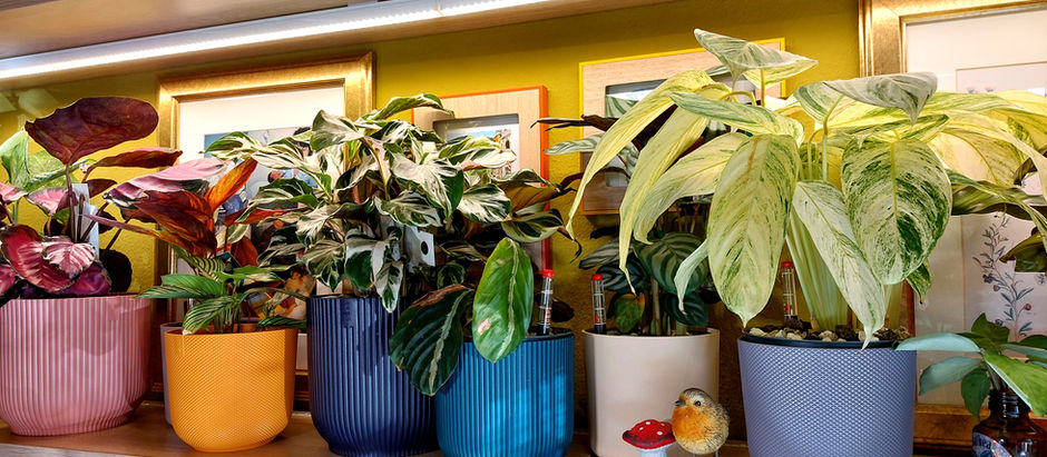 glückliche Calathea im Pflanzenregal