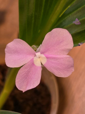 Kaempferia Pulchra