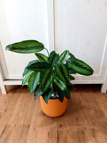 Calathea Beautystar