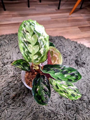 Calathea Veitchiana purple