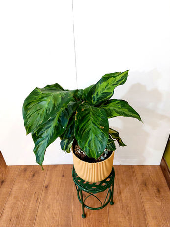 Calathea Electric Shock