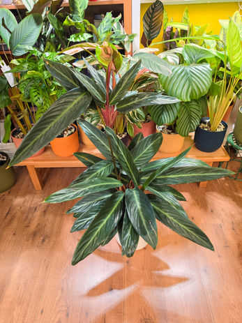 Stromanthe Stripestar