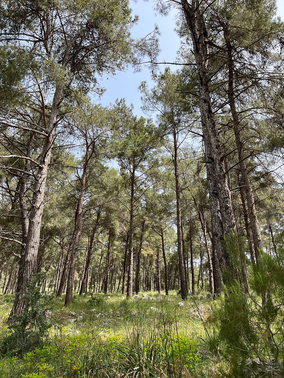 Thumbnail: Pine Forest of Karen HaCarmel