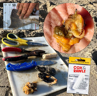 Cox & Rawle Premium Bait Elastic clear bait surf fishing