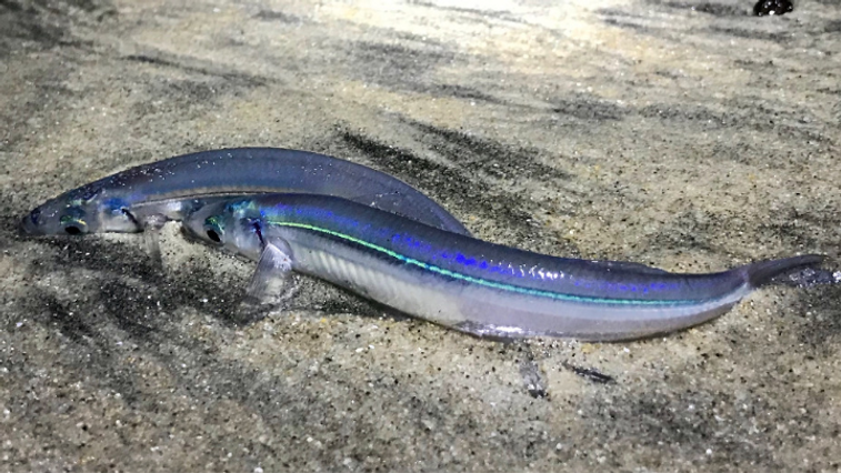 grunion run 2024 beaches grunions southern california