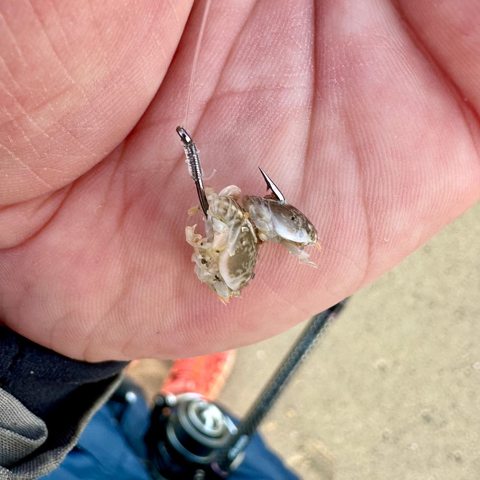 barred surf perch fishing california fishing report