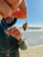 single dropper loop rig bait sand crab for surf fishing in california