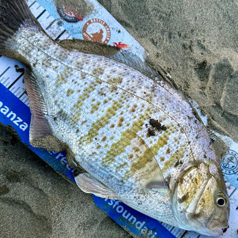 Surf Perch Fishing