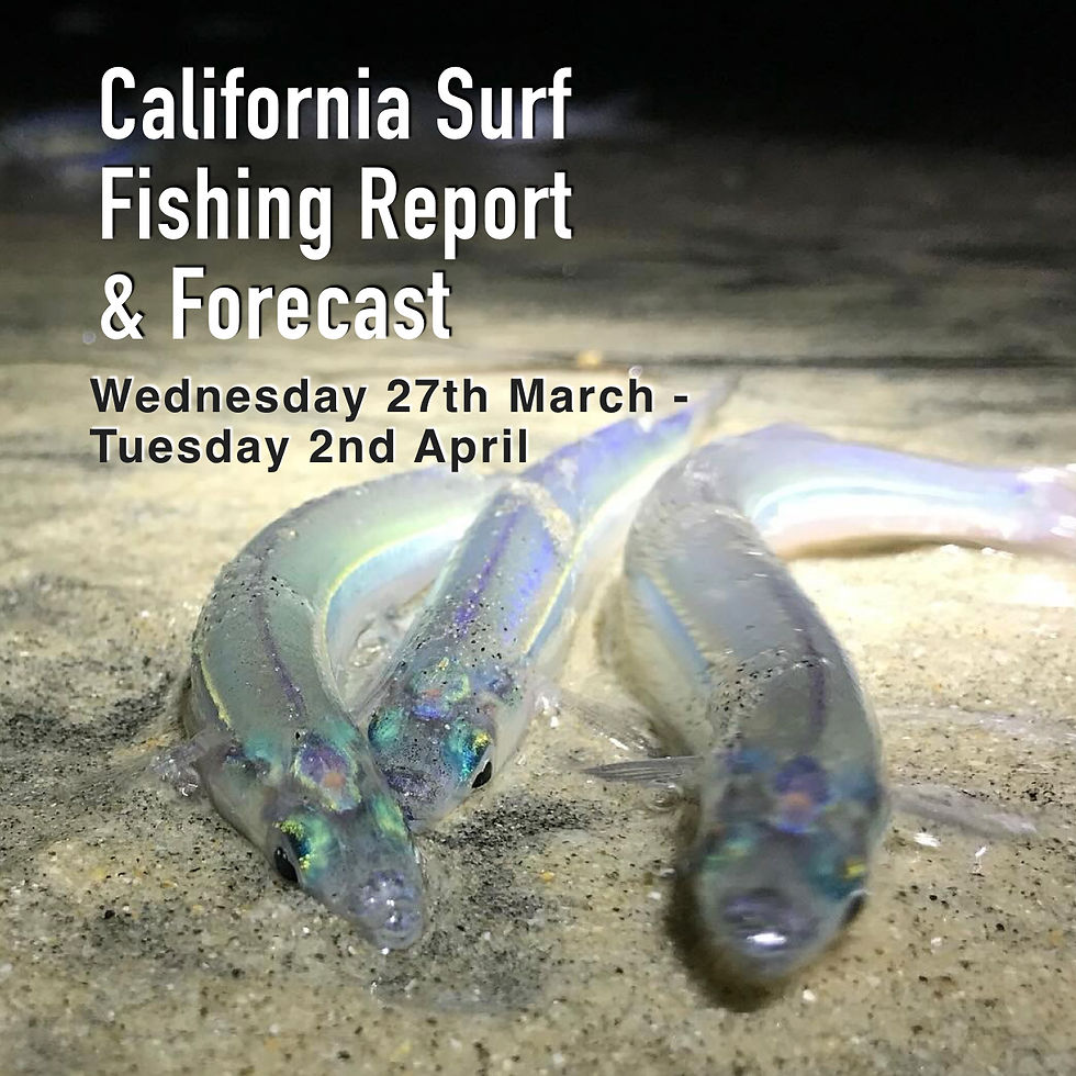 surf fishing report california grunion run 2024