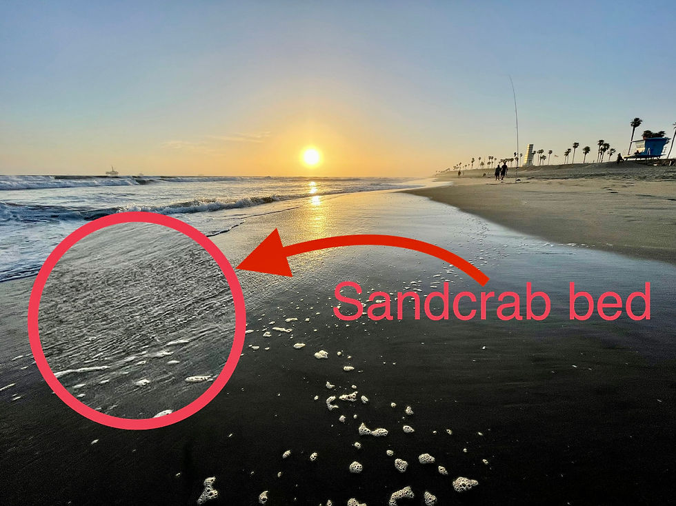 Sand crab beds how to find sand crabs surf fishing california