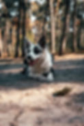 maeglin border collies2.0.jpg