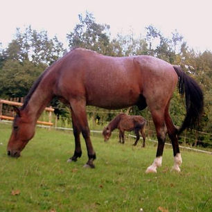Flicka et Rebelle