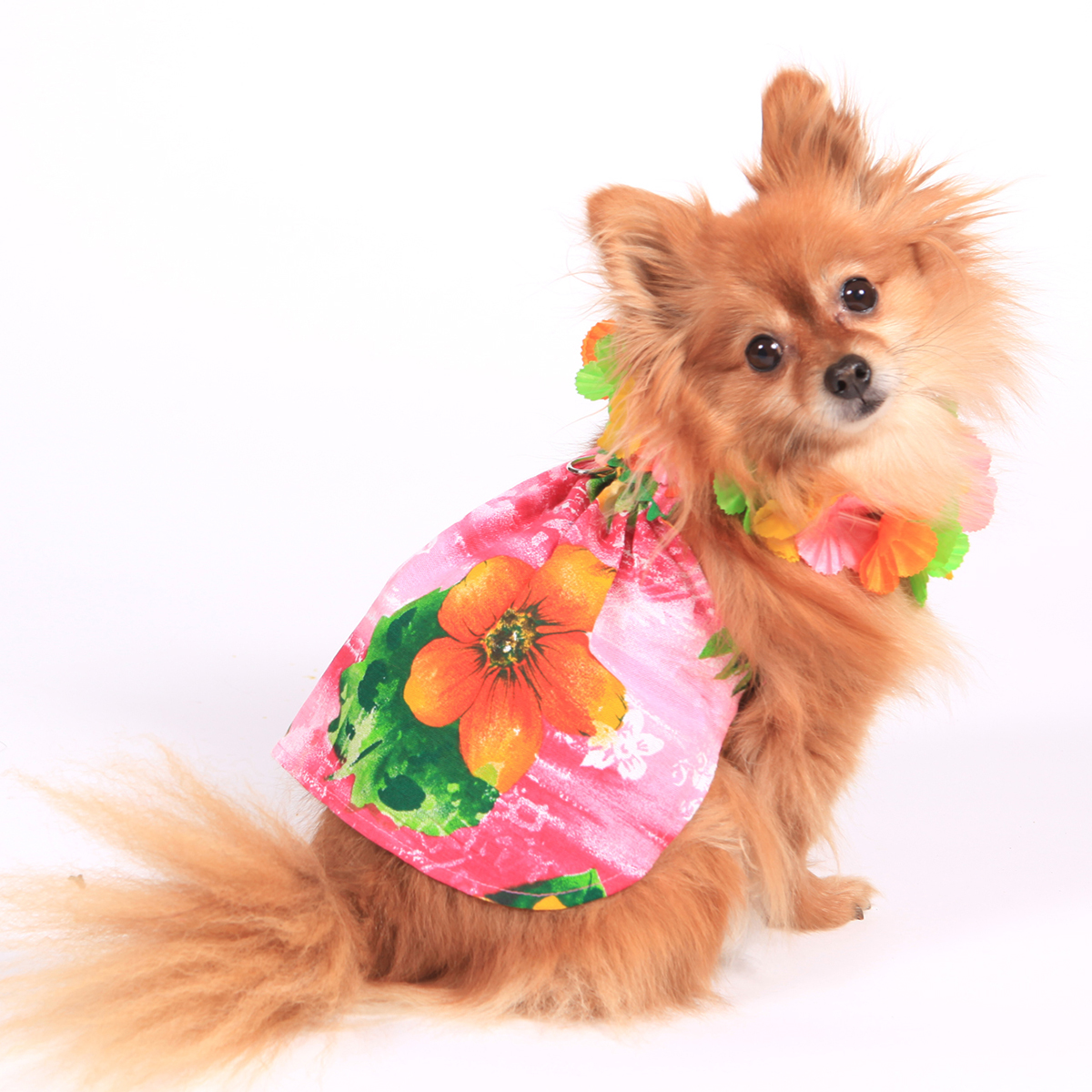 Lahaina Dog Dress