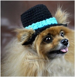 dog beanie hat