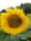 Sunflower_small.JPG