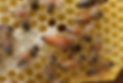 queen only_edited.jpg
