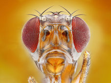 What a Bug’s Brain Can Tell Us About Neural Erosion