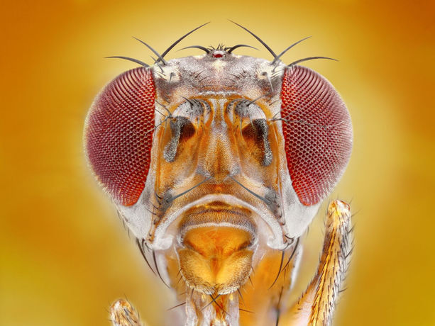 What a Bug’s Brain Can Tell Us About Neural Erosion