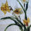 Thumbnail: Narcissi and Daffodil T Towel