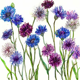 Cornflowers JT024.jpg