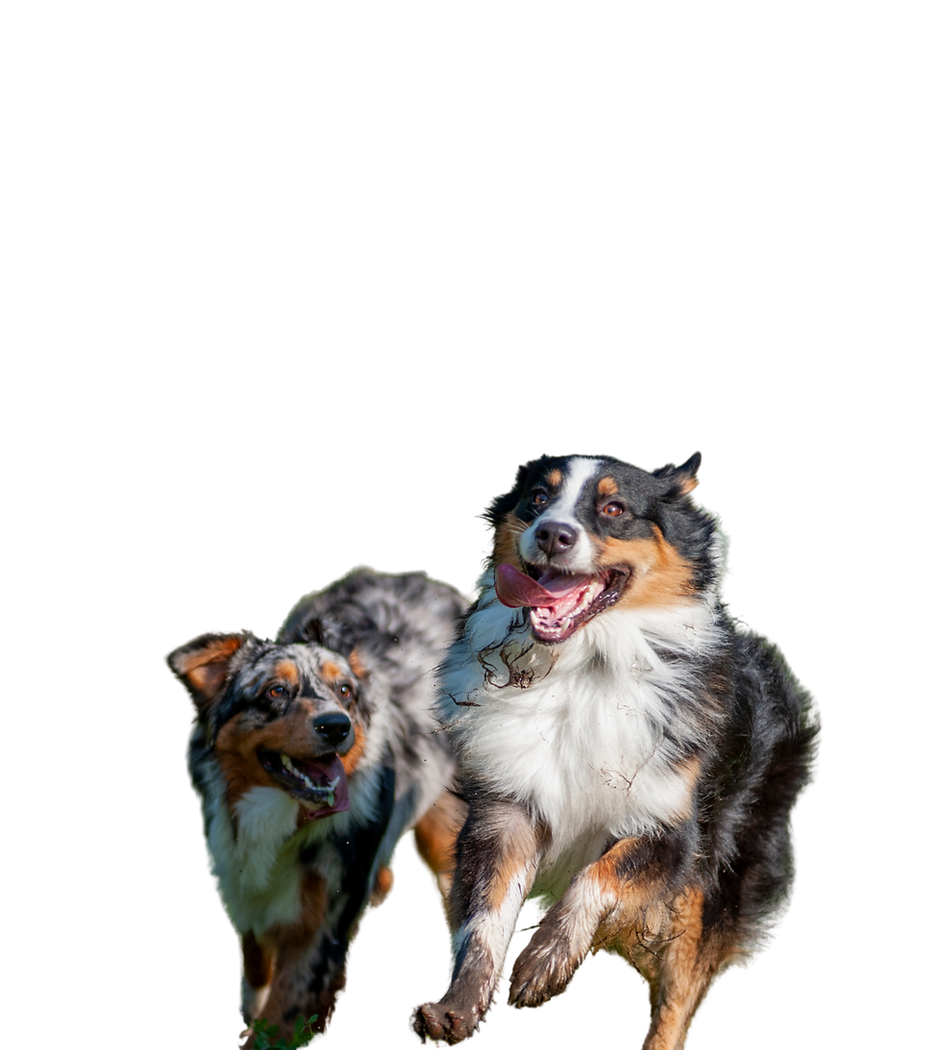 Happy dogs running photo