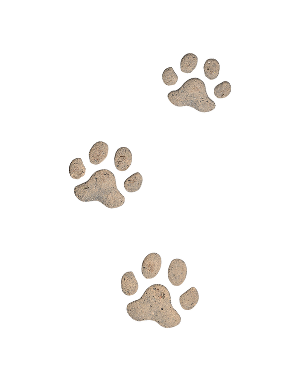 Multiple paw print image