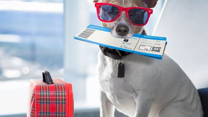 Paws and Passports: The Ultimate Checklist for International Pet Travel