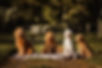 _GROEPSPORTRETHONDEN_HOLLYKLEINOONK_OUTDOORFOTOGRAAF_HONDENPORTRETTEN_NAJAAR2021.jpg