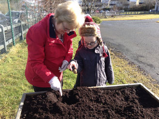 Potato Planting