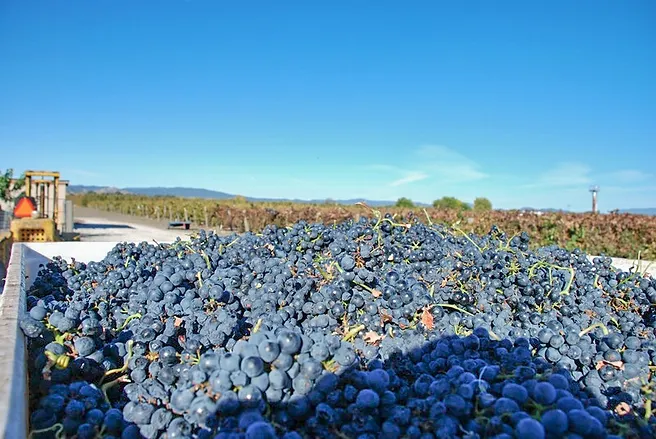 beaver creek vineyard-ts1625662589.webp