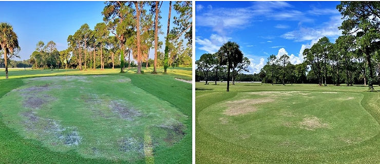 Fernandina Beach Golf Course Battles Heat, Turf Disease and E-Bike Vandals