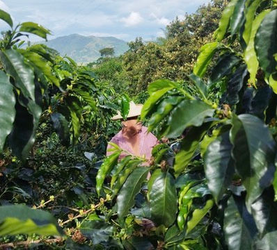 Thumbnail: HUL 115- Sugarcane Decaf Washed