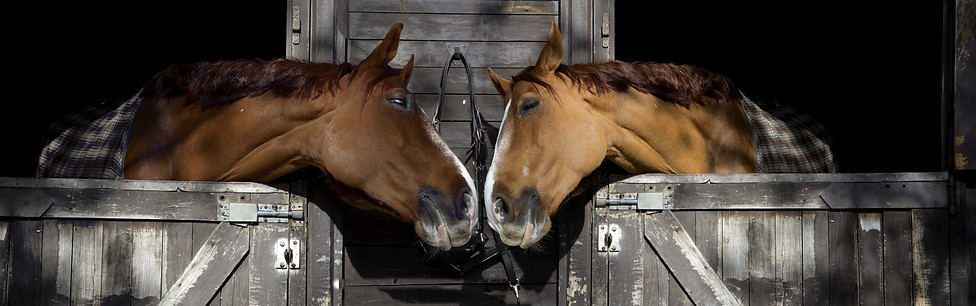 horse-couple-stalls-opt.jpg