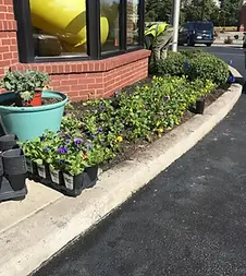 sod installation