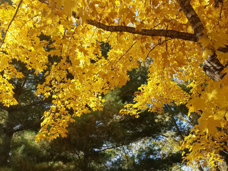 Why Autumn Hurts Even Though It Is My Favorite!